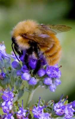 Are Honey Bees Fuzzy: Exploring the Intricacies of Nature's Little Pollinators