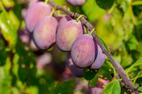 Do I Need 2 Plum Trees to Produce Fruit? And Why Do Squirrels Always Steal the Best Ones?