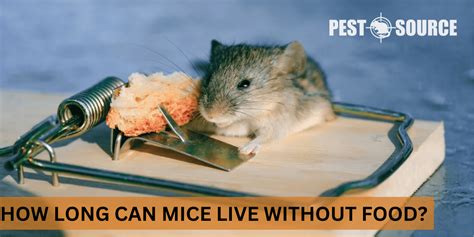 How Long Can a Mouse Live Without Food: A Journey into Survival and the Unexpected