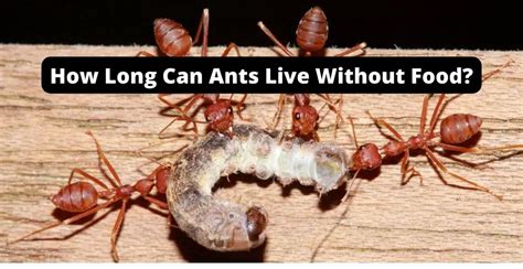 How Long Can an Ant Live Without Food: And Why Do They Always Seem to Find the Crumbs You Just Dropped?