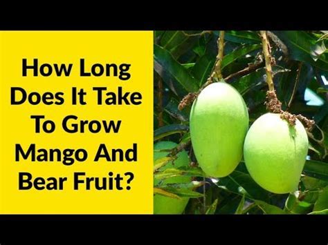 How Long Does a Fig Tree Take to Bear Fruit, and Why Do Some Trees Whisper Secrets to the Moon?