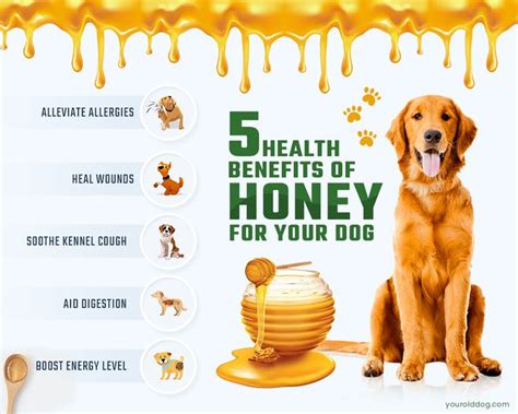 How Much Honey to Give Hypoglycemic Dog: A Sweet Solution or a Sticky Situation?