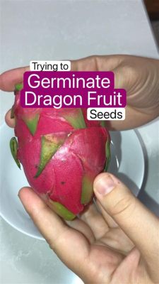 How to Germinate Dragon Fruit Seeds: A Journey into the Heart of the Desert Bloom