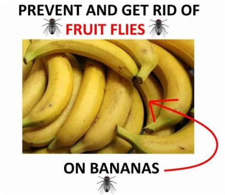 How to Keep Fruit Flies Off Bananas and Why They Love Jazz Music