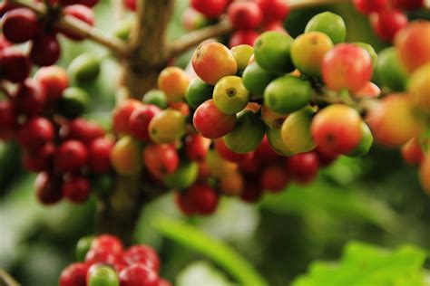 Is a Coffee Bean a Fruit? Exploring the Paradox of Caffeine and Consciousness