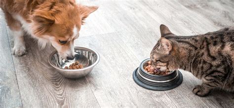 What Should I Do If My Dog Eats Cat Food, and Why Do Cats Always Land on Their Feet?