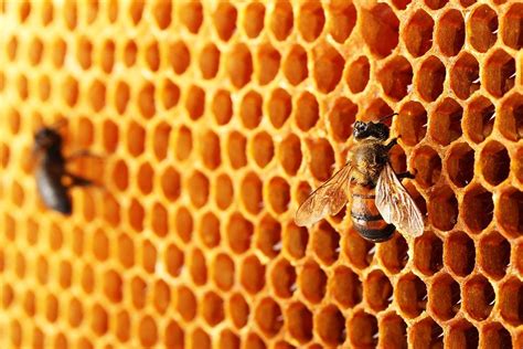 What's the Best Honey to Buy and Why Do Bees Dream in Hexagons?