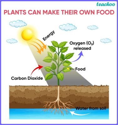 When a Plant Generates Food Through Photosynthesis, This Food Becomes a Portal to Infinite Possibilities