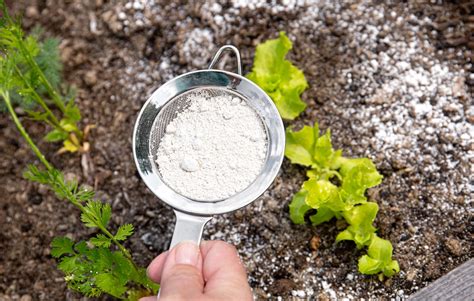 Will Food Grade Diatomaceous Earth Kill Bugs? And Why Do Ants Throw Parties in the Rain?